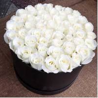 51 белая роза в черной коробке R505
